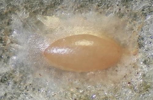 Réf. 158 295 : Cassida vittata