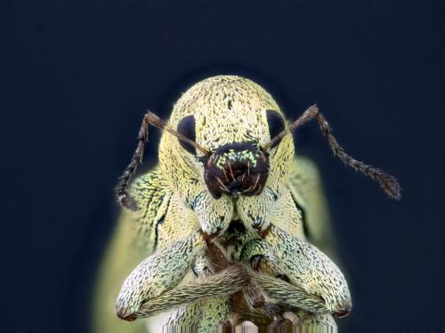Réf. 158 097 : Pachyrhinus lethierryi