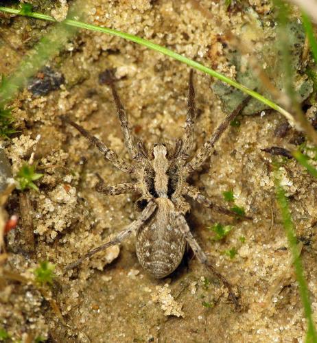 Réf. 158 286 : Xerolycosa miniata