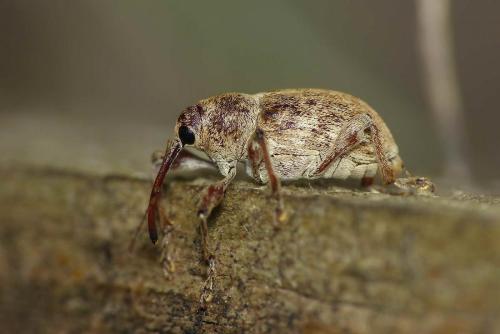 Réf. 158 811 : Curculio elephas