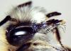 158599 – Photo : Arthropa - Benoit Martha – France (71)