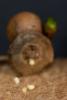 158965 – Photo : Daniel Verdier – France (44)