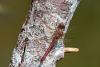 158627 – Photo : Cochet Alain – France (40)