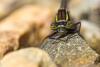 158882 – Photo : Cochet Alain – France (40)