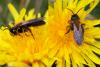 158425 – Photo : Yannick Herremans – France (56)