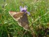 158793 – Photo : Emmanuelle Champion – France (66)