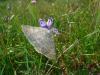 158794 – Photo : Emmanuelle Champion – France (66)