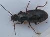 Pterostichus strenuus