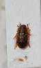 158427 – Photo : Johannic Chevreau – France (72)