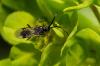158784 – Photo : Fabricius – France (13)