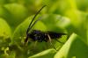 158783 – Photo : Fabricius – France (13)