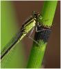 Ischnura elegans