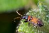158495 – Photo : Christophe Quintin – France (21)