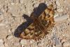 158386 – Photo : alain Roujas – Maroc