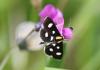 158010 – Photo : Dominique THAUVIN – France (45)