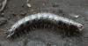 158574 – Photo : Axel Dehalleux – France (77)