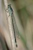 158373 – Photo : Pierre Papon – France (87)