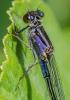 158374 – Photo : Pierre Papon – France (87)