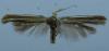 Coleophora sp.
