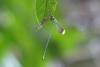 158246 – Photo : Alexandre Vinot – Guyane française