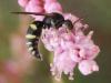 158743 – Photo : Jean-Sébastien Carteron – France (33)