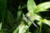 158342 – Photo : Christian Berquer – Mayotte