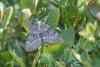 158731 – Photo : phyllo – France (06)