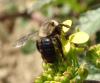 158834 – Photo : Catherine Reymonet-Smitten – France (31)