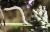 158073 – Photo : Catherine Reymonet-Smitten – France (31)