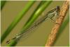 Ischnura elegans