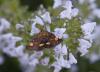 158949 – Photo : Thierry Madigou – France (35)