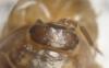 158116 – Photo : clovis – France (34)