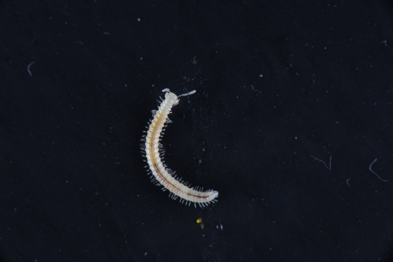 Nakx - Brachychaeteuma sp. - réf. 158562 (1500 x 1001 pixels, 74 ko)