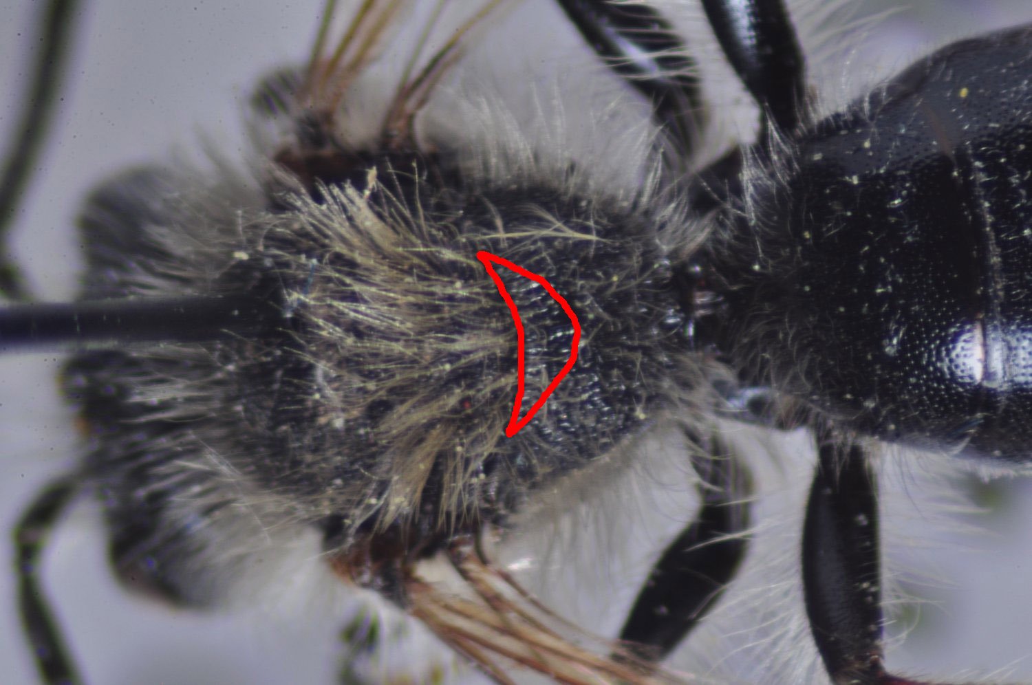 Anonyme - Andrena (Trachandrena) haemorrhoa - réf. 158088 (1500 x 996 pixels, 179 ko)