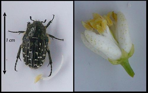 Oxythyrea funesta