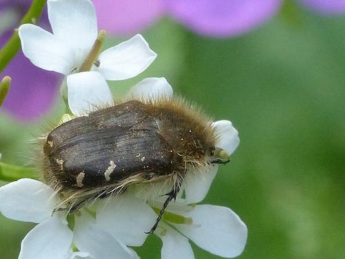 Tropinota hirta