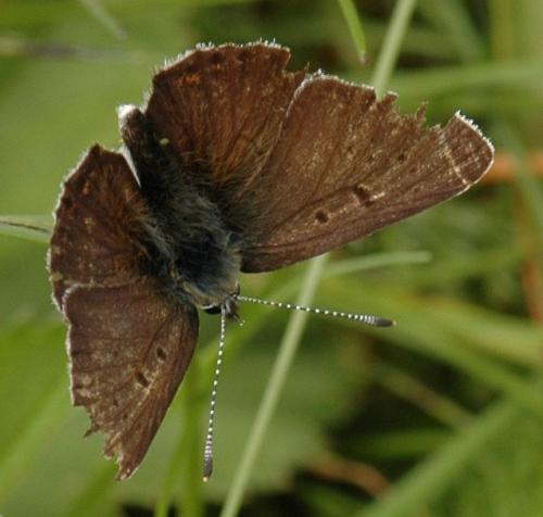 Lycaena tityrus