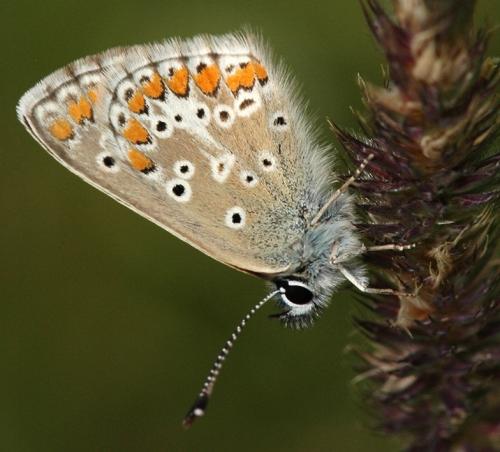 Réf. 159 196 : Aricia artaxerxes