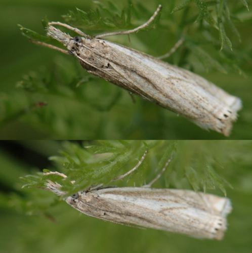 Réf. 159 227 : Crambus lathoniellus