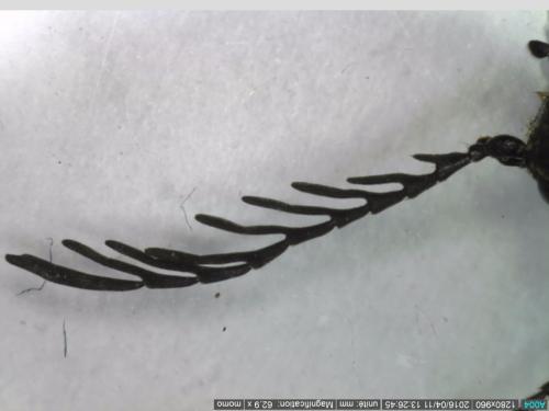 Ctenicera pectinicornis