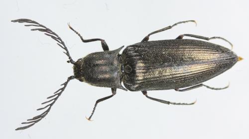 Ctenicera pectinicornis