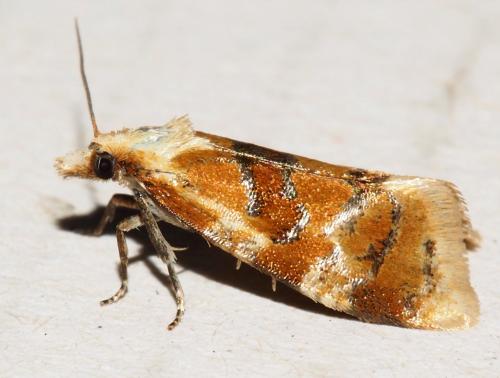Cochylidia rupicola