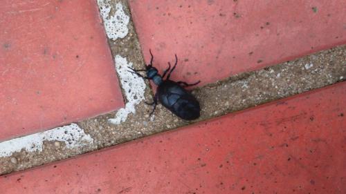Meloe sp.