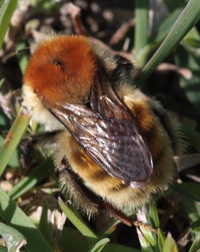 Bombus sp.