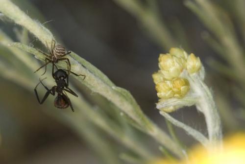 Xysticus sp.