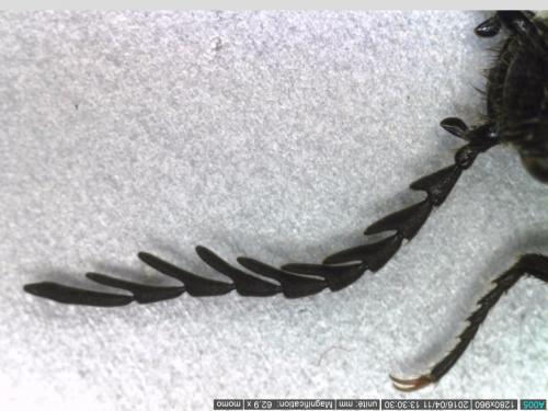 Ctenicera cuprea
