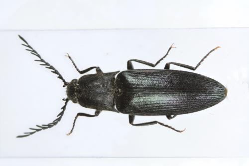 Ctenicera cuprea