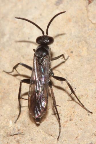 Réf. 159 180 : Agenioideus sp.