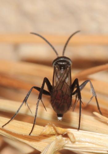 Réf. 159 181 : Agenioideus sp.