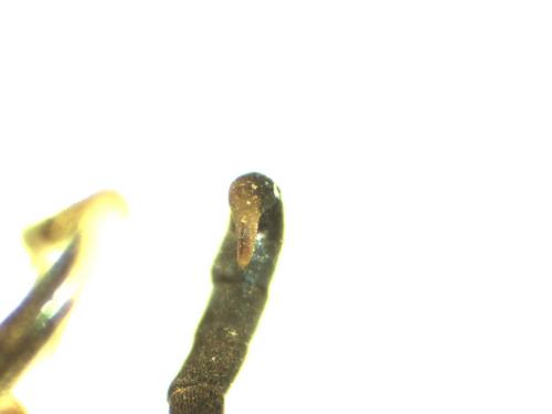 Eumenes papillarius